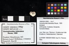 Foto (Objket + Etiketten) von Goniodromites bidentatus (Reuss, 1859) 